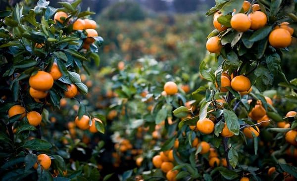 Thành phần chính chứa trong nước quýt giảm cân SangA Jeju Tangerine Vita Tok Tok