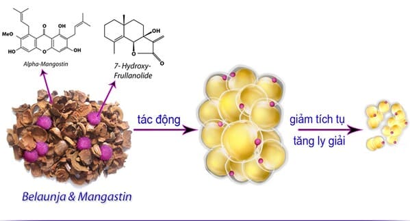 Belaunja và Mangastin là thành phần chứa trong thuốc giảm cân Vichi Yanhee